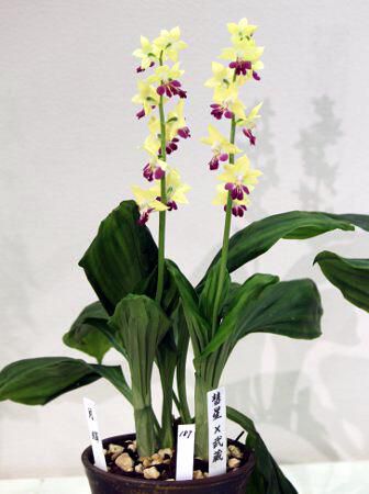 �a��*����187