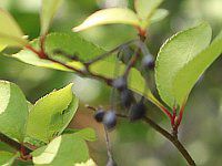 �A���j�A�E�����m�J���p(Aronia melanocarpa)
