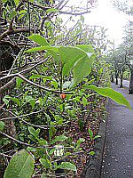 �J���^�l�I�K�^�}3(���폵��)