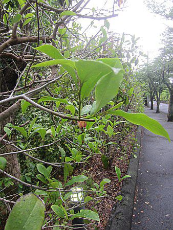 �J���^�l�I�K�^�}3(���폵��)
