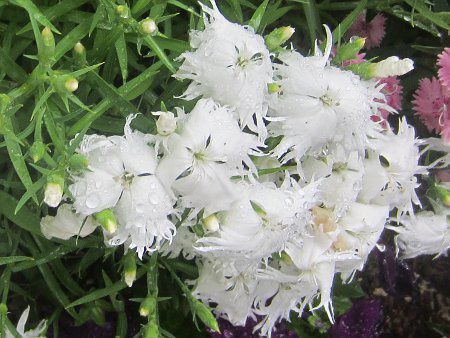 �_�C�A���T�X(Dianthus)�l�G�炫?��