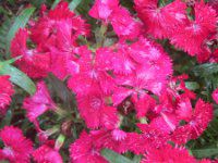 �_�C�A���T�X(Dianthus)�l�G�炫��?