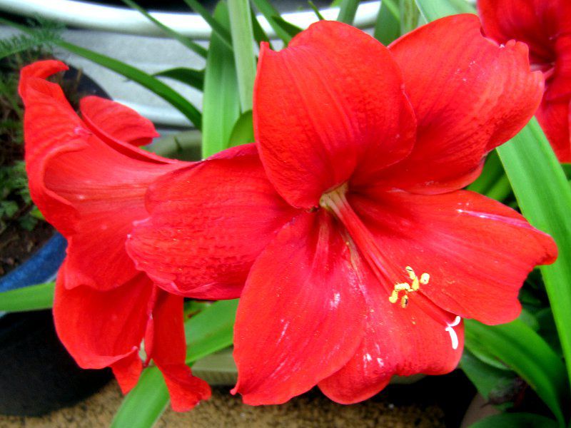 �A�}�����X(Amaryllis) 