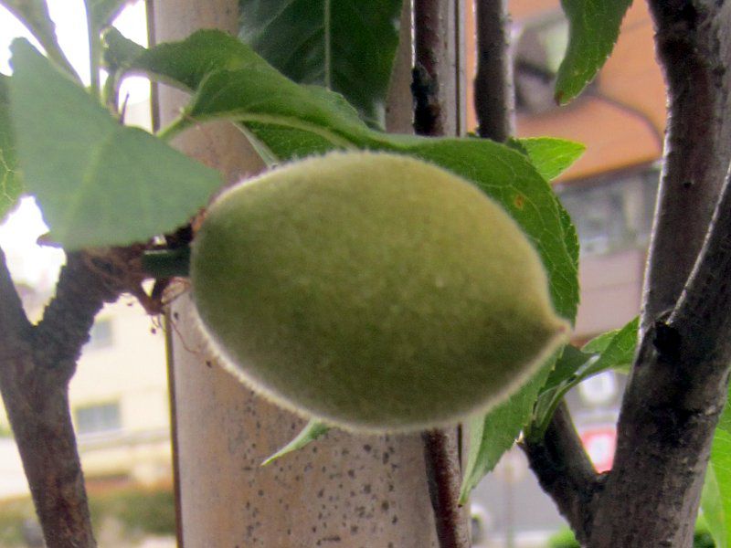 �e���e����(�Ǝ蓍) 