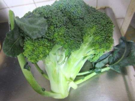 �u���b�R���[�iBroccoli�j