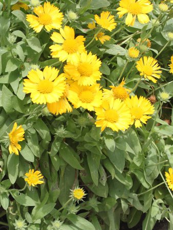 �K�C�����f�B�A(Gaillardia)