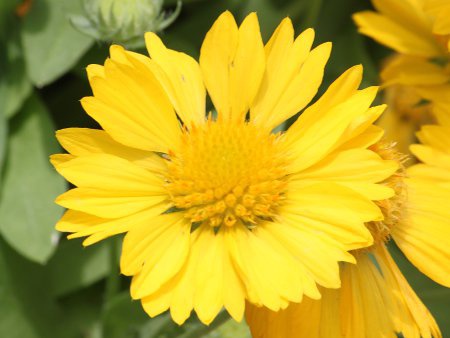 �K�C�����f�B�A(Gaillardia)