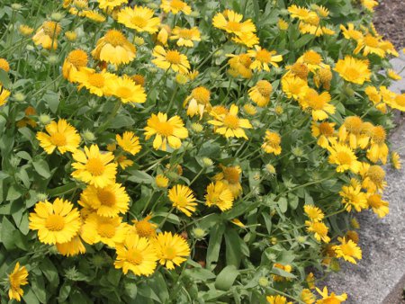 �K�C�����f�B�A(Gaillardia)