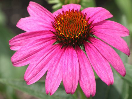 �G�L�i�Z�A�E�v���v���^�iEchinacea purpurea�j
