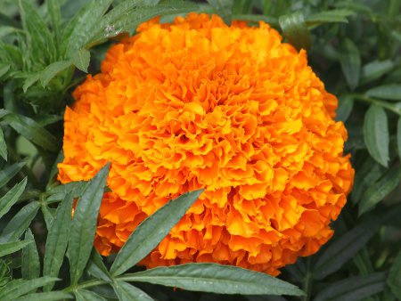 �A�t���J�}���[�S�[���h�iMarigold�j