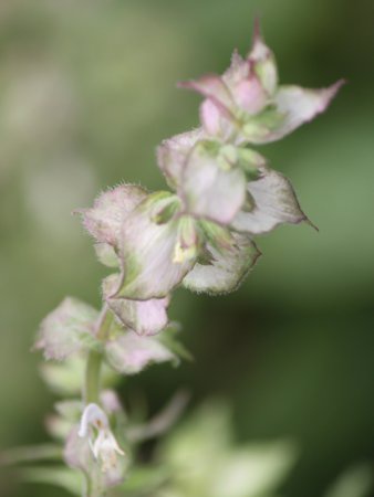�N�����Z�[�W�iclary sage�j