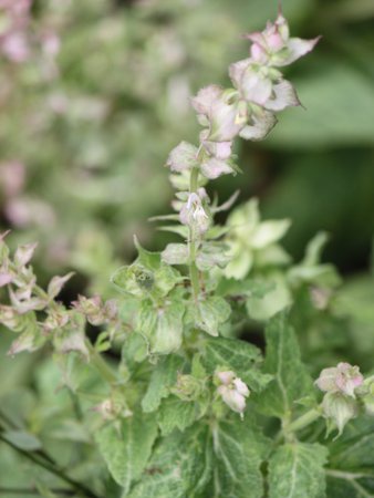 �N�����Z�[�W�iclary sage�j