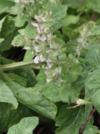 �N�����Z�[�W�iclary sage�j
