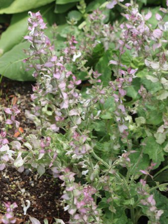 �N�����Z�[�W�iclary sage�j
