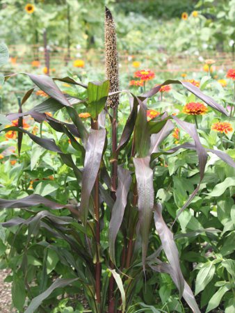 �y�j�Z�c���E�O���E�N���e�p�[�v���}�W�F�X�e�B�f(Pennisetum glaucum 'Purple Majesty')