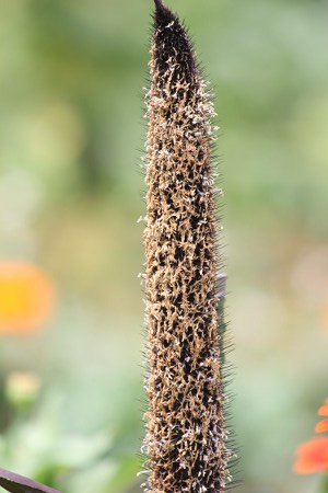 �y�j�Z�c���E�O���E�N���e�p�[�v���}�W�F�X�e�B�f(Pennisetum glaucum 'Purple Majesty')