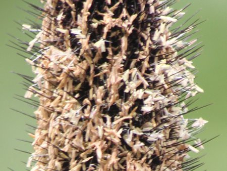 �y�j�Z�c���E�O���E�N���e�p�[�v���}�W�F�X�e�B�f(Pennisetum glaucum 'Purple Majesty')