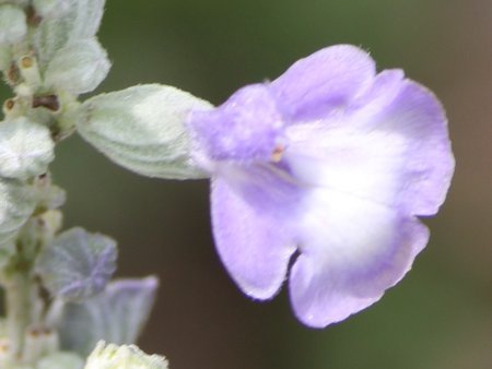 �T���r�A�E�t�@���i�Z�A�iSalvia farinacea�j'�t�F�A���[�N�C�[��'