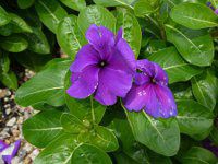 �j�`�j�`�\�E �t�@�[�X�g�L�X �u���[�x���[