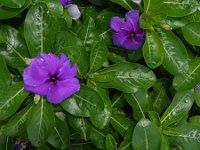 �j�`�j�`�\�E �t�@�[�X�g�L�X �u���[�x���[