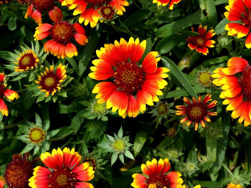�K�C�����f�B�A���e���j���M�N