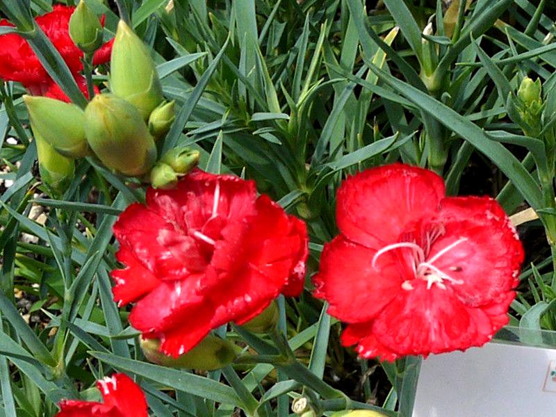 �J�[�l�[�V����'�J���J���E�X�J�[���b�g'