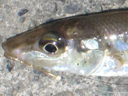 �L�X1