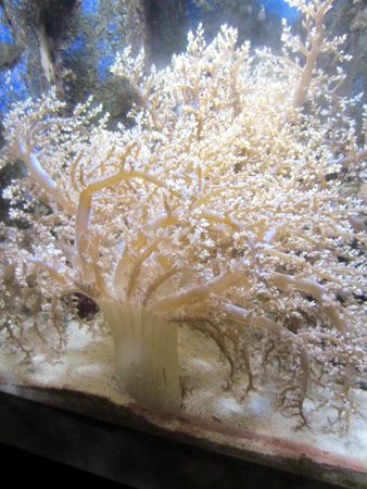 �E���o�C�C�\�M���`���N