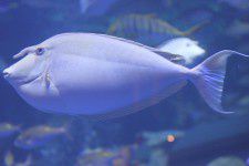 fish12