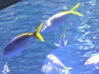 �E���C�����h�L (�~�F�[�j