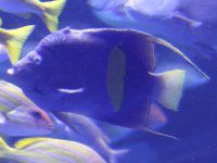 �Z�_�J���b�R�i�w���z�j=�C�G���[�o���h�G���[���t�B�b�V��