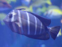 fish6