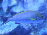 fish7