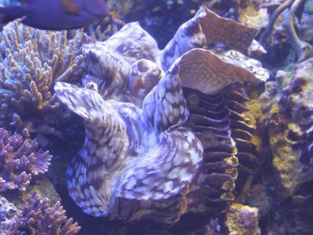 �q���W���R