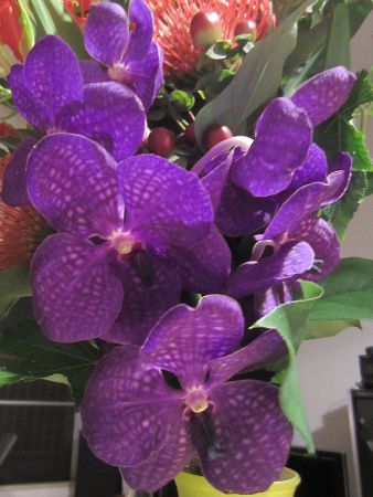 �o���_(Vanda)12