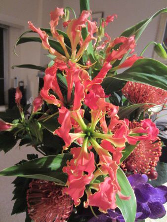�O�����I�[�T(Gloriosa)14