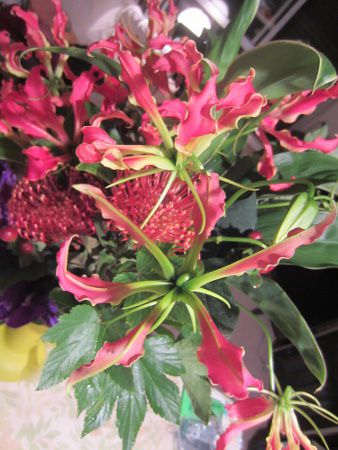 �O�����I�[�T(Gloriosa)18