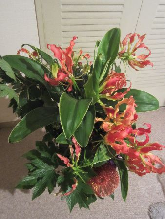 �t�����[�u�[�P23