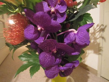 �o���_(Vanda)25