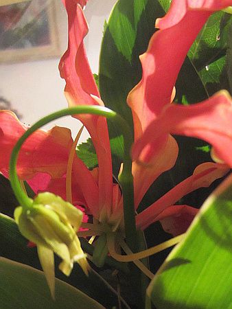 �O�����I�[�T(Gloriosa)28