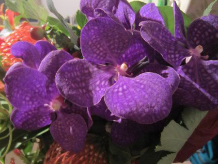 �o���_(Vanda)4