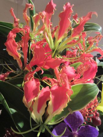 �O�����I�[�T(Gloriosa)6