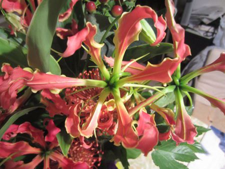 �t�O�����I�[�T(Gloriosa)9