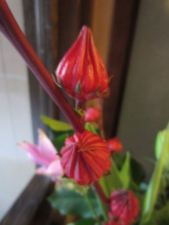 ���[�[��(Roselle)