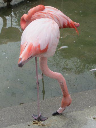 �t���~���S(Flamingo)