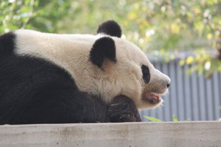 �W���C�A���g�p���_�iGiant Panda�j