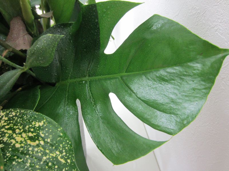 �n��15���N�̐���_monstera