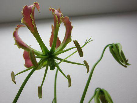 �O�����I�[�T(Gloriosa)