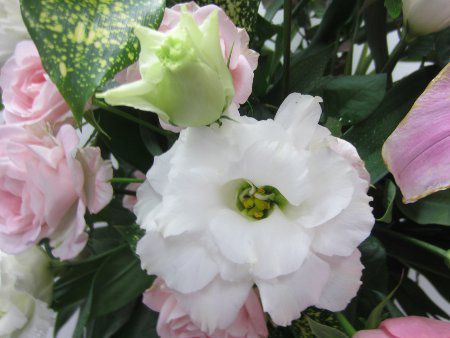 ���[�X�g�}(Eustoma�j