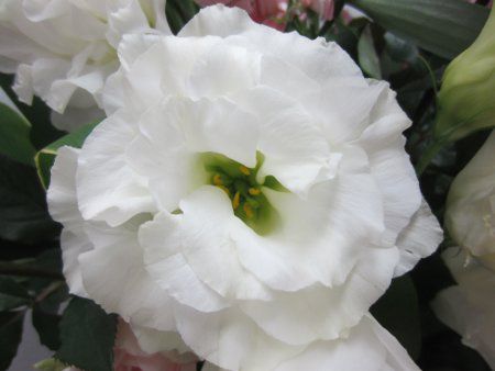 ���[�X�g�}(Eustoma�j